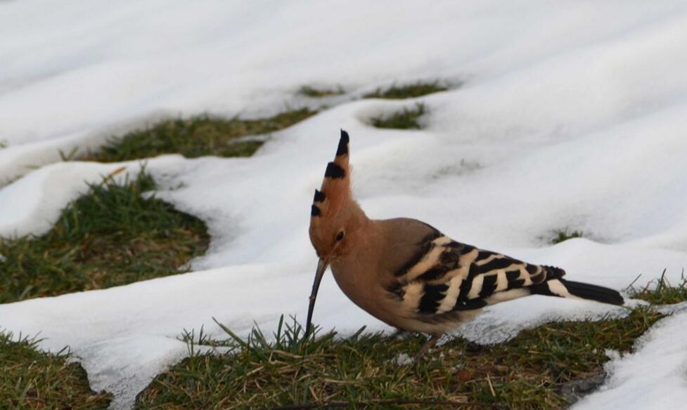 雪后覓食的戴勝鳥