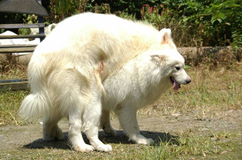 超可爱的萨摩耶犬高清图片