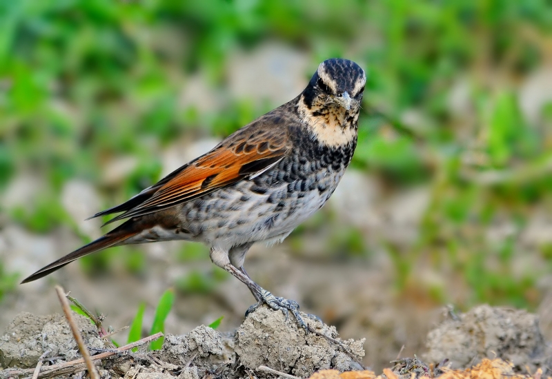 斑鳩幼鳥圖片