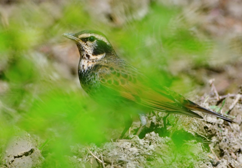 斑鳩幼鳥圖片