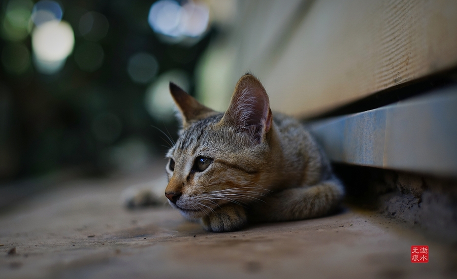 猫星人图片