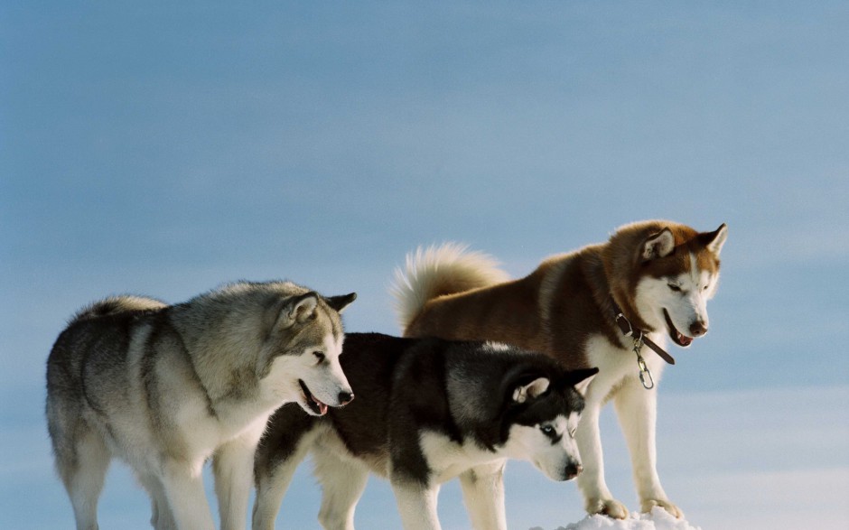 巨型阿拉斯加犬户外精美写真