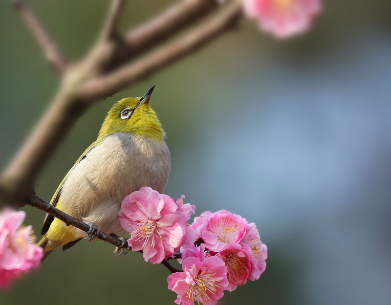 梅花樹枝上的繡眼鳥圖片