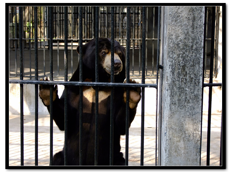 动物园里的亚洲黑熊图片