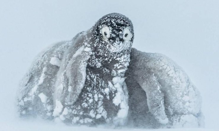 南極帝企鵝寶寶抵御暴風雪