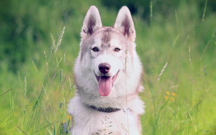 可爱雪橇犬哈士奇高清图片