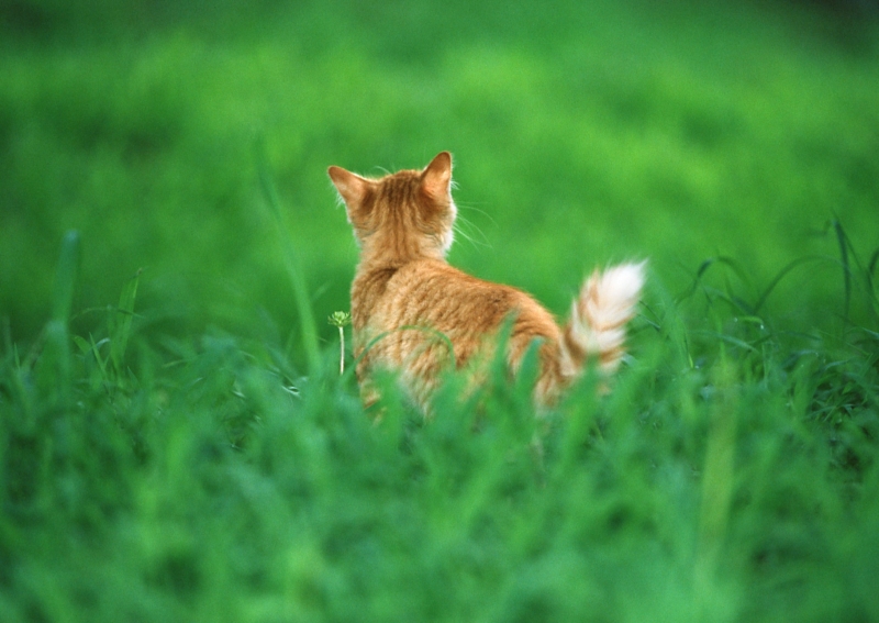 草地玩耍的猫咪图片