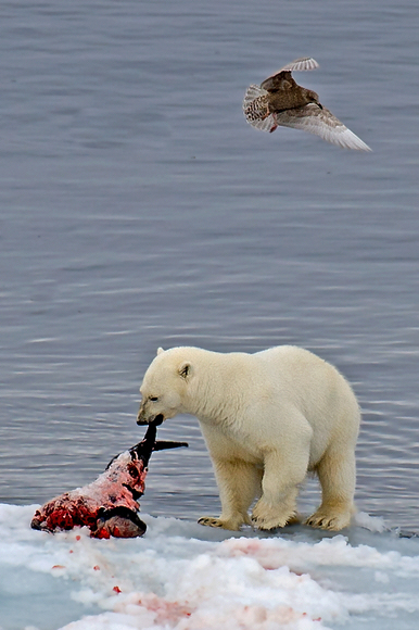 北极熊吃食
