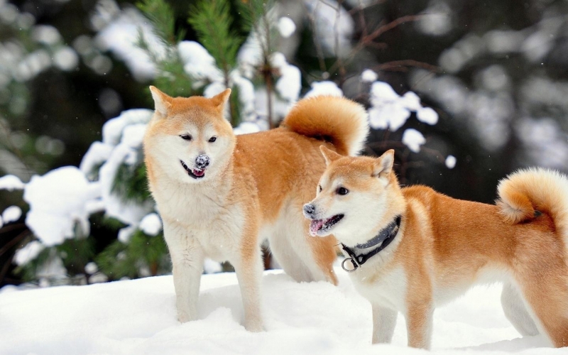 秋田犬可爱图片