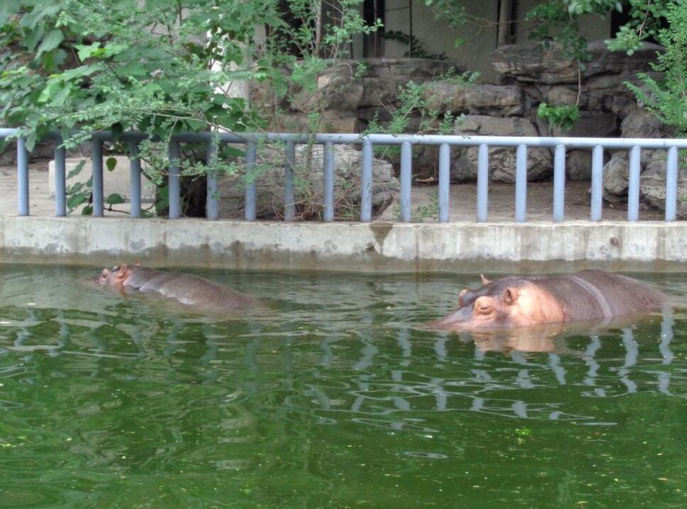 北京动物园河马