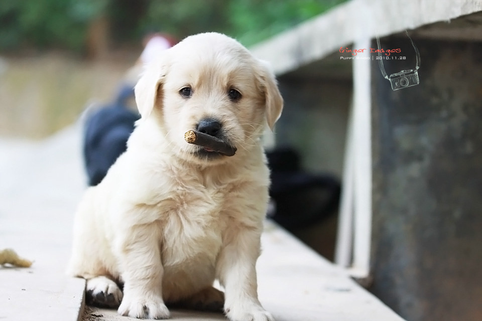 金毛犬幼犬圖片