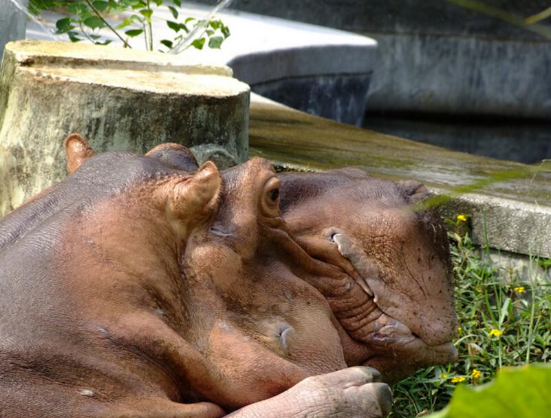 動物園河馬