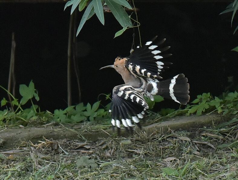 飛翔的戴勝鳥