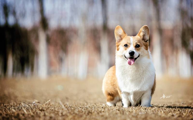 可爱的柯基犬高清精选桌面壁纸