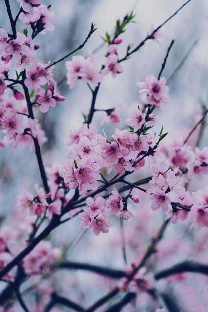 灼灼其华枝头俏丽的梅花图片