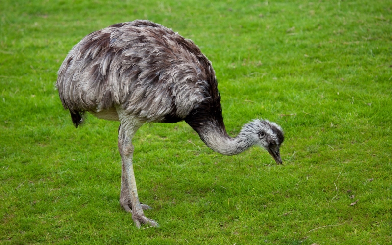 野生鴕鳥圖片