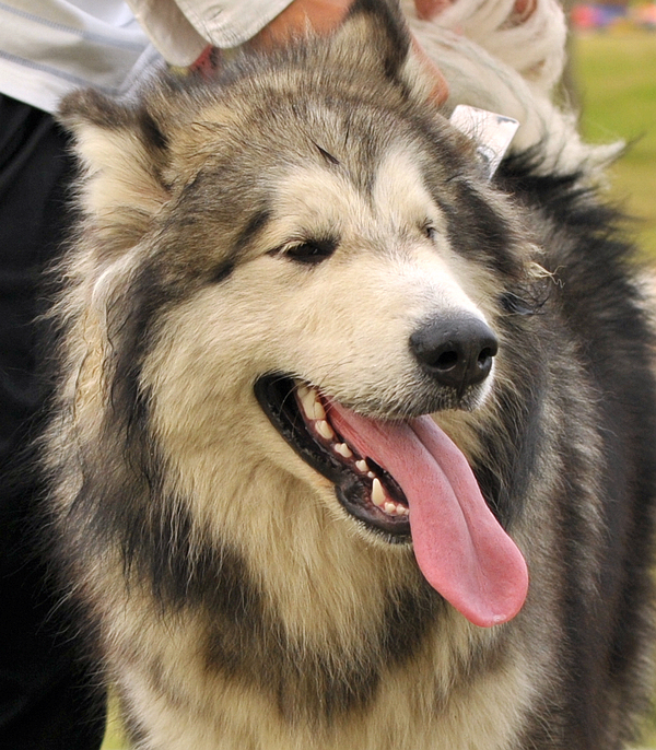 阿拉斯加犬高清图组