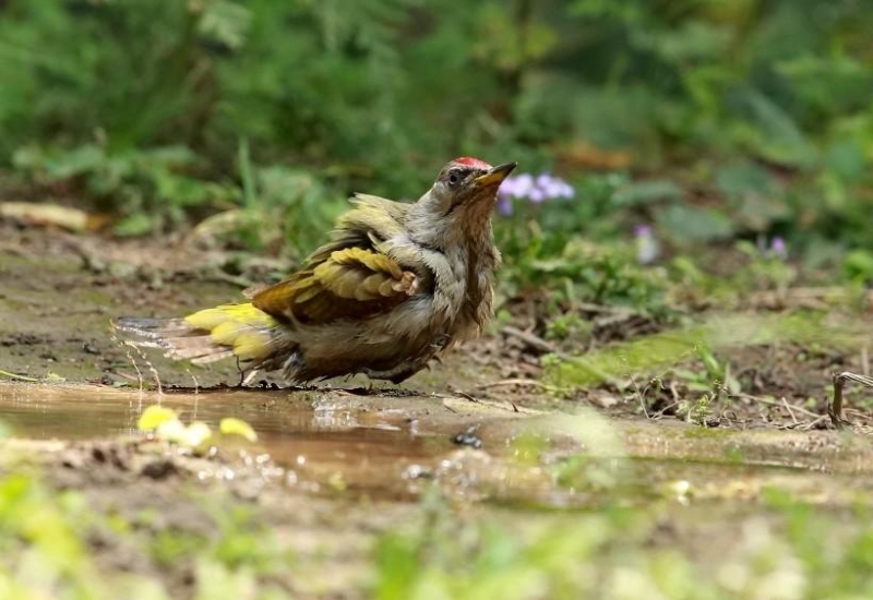 灰頭綠鳩圖片