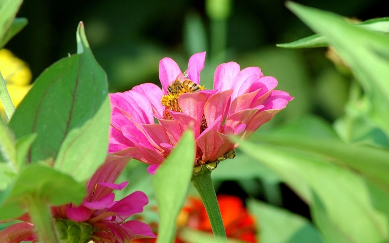 勤勞的蜜蜂圖片