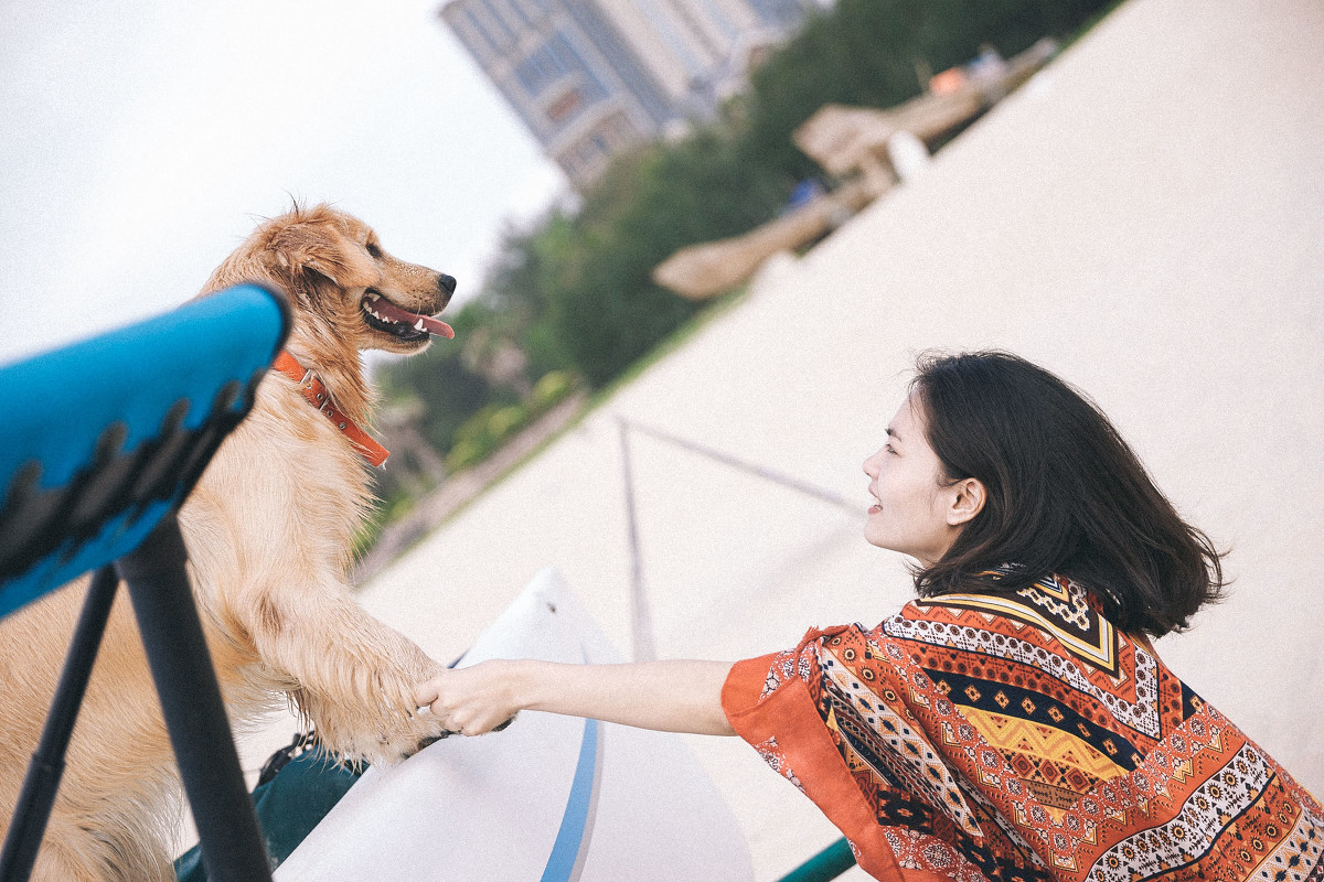 带上金毛犬去旅行摄影图