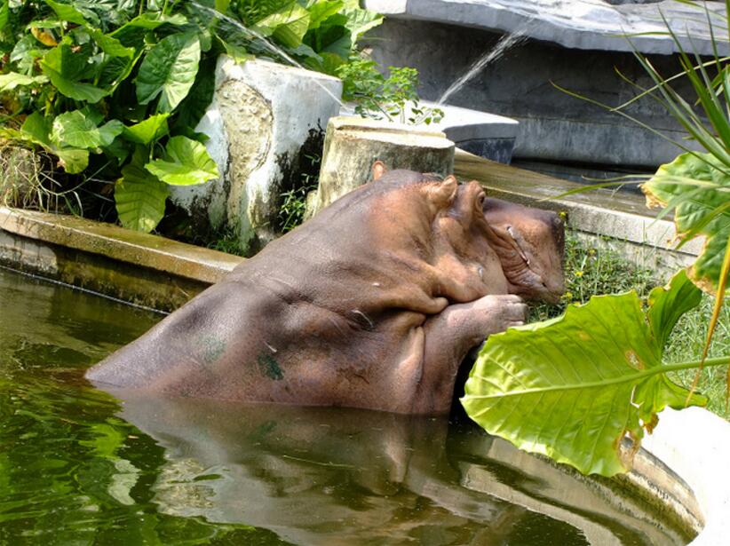 動物園河馬