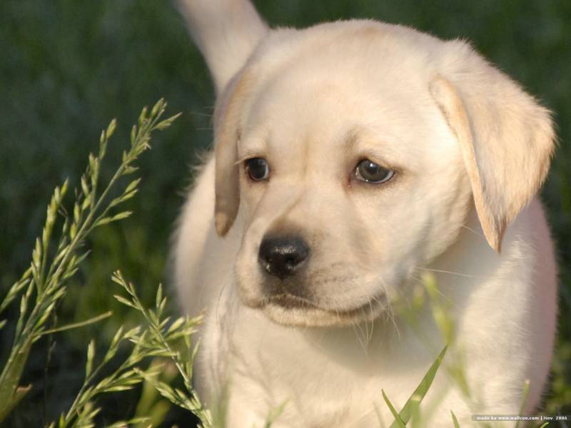 可爱萌宠拉布拉多幼犬壁纸