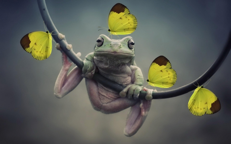 可爱的青蛙图片