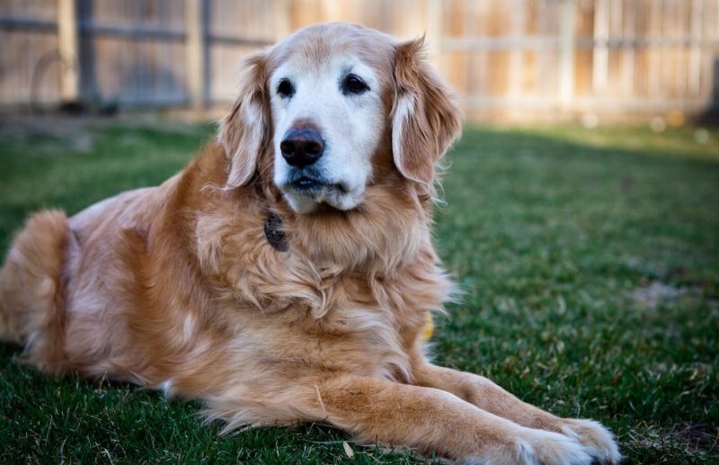 金毛犬图片