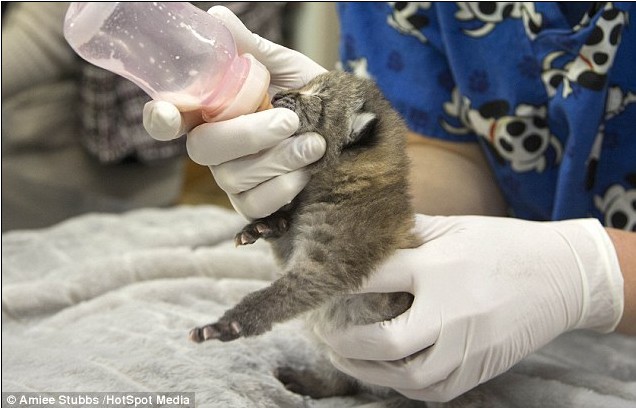 珍稀猞猁幼崽炫耀爪子萌态十足