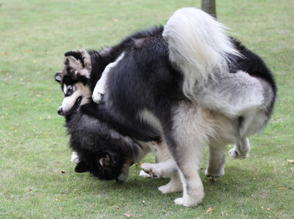 一群阿拉斯加犬的聚会