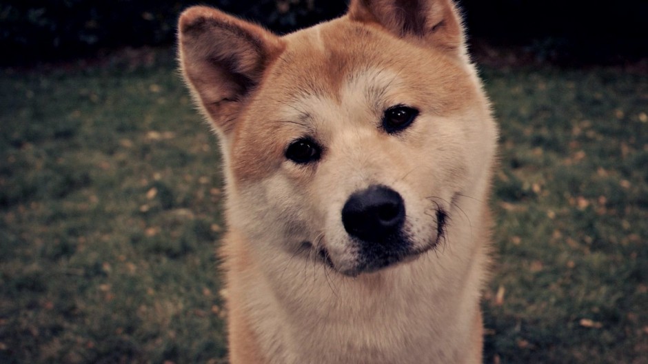 美系秋田犬呆萌表情图片