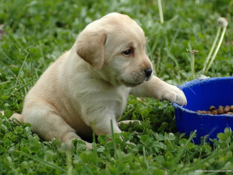 可愛萌寵拉布拉多幼犬壁紙