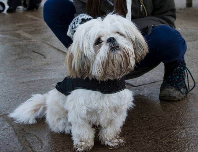 拉萨犬小型可爱狗狗图片