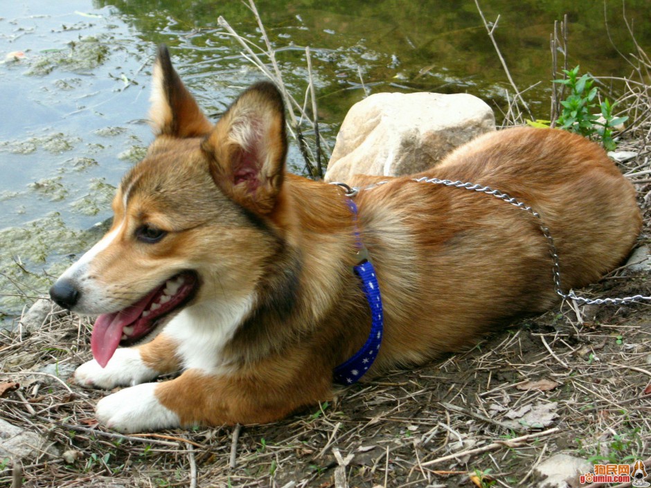 威尔士柯基犬慵懒歇息图片