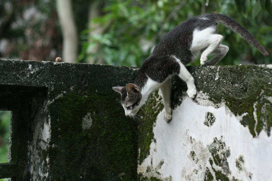 恐惧的野猫