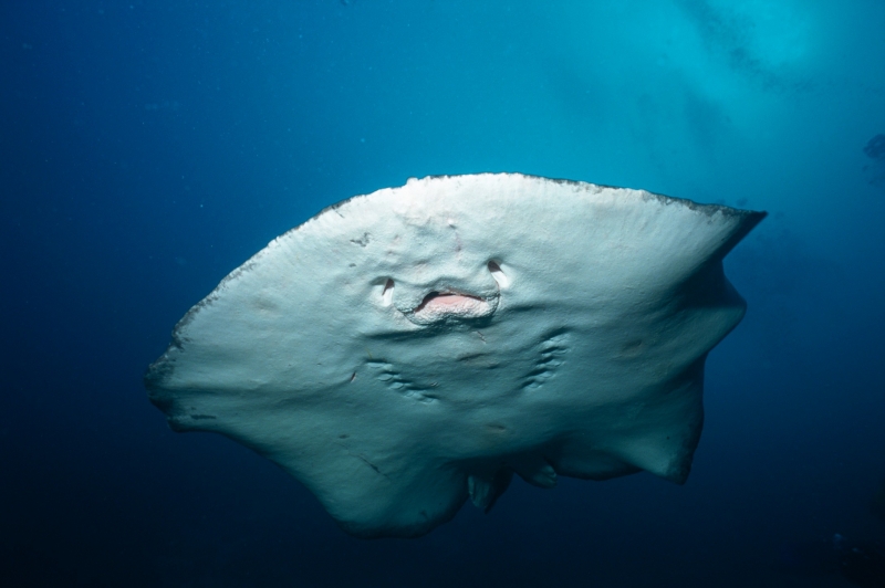 海洋鱼类生物特写图片