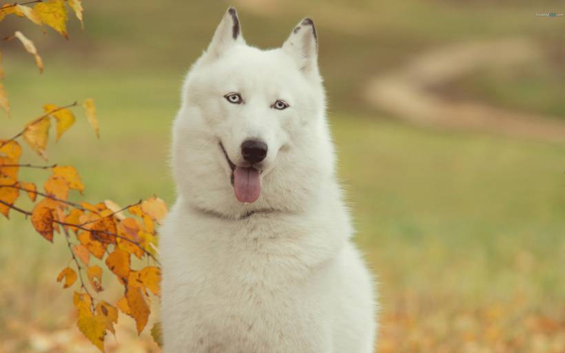 可愛雪橇犬哈士奇高清圖片