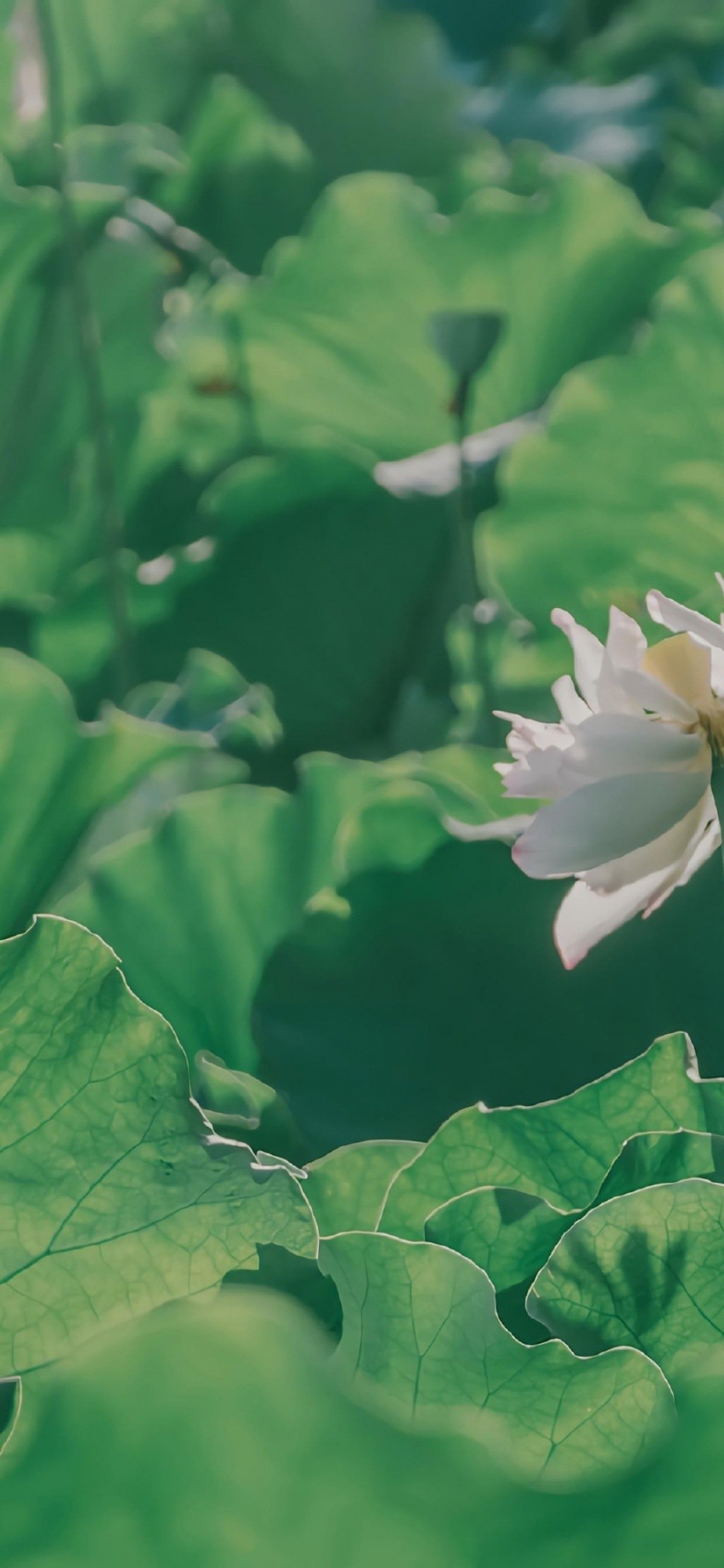 意境夏日荷花摄影手机壁纸