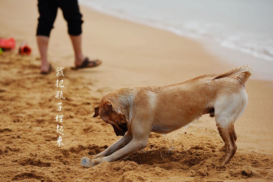 海边的狗狗