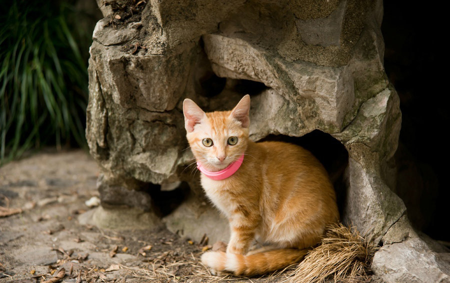 公园里的小猫咪