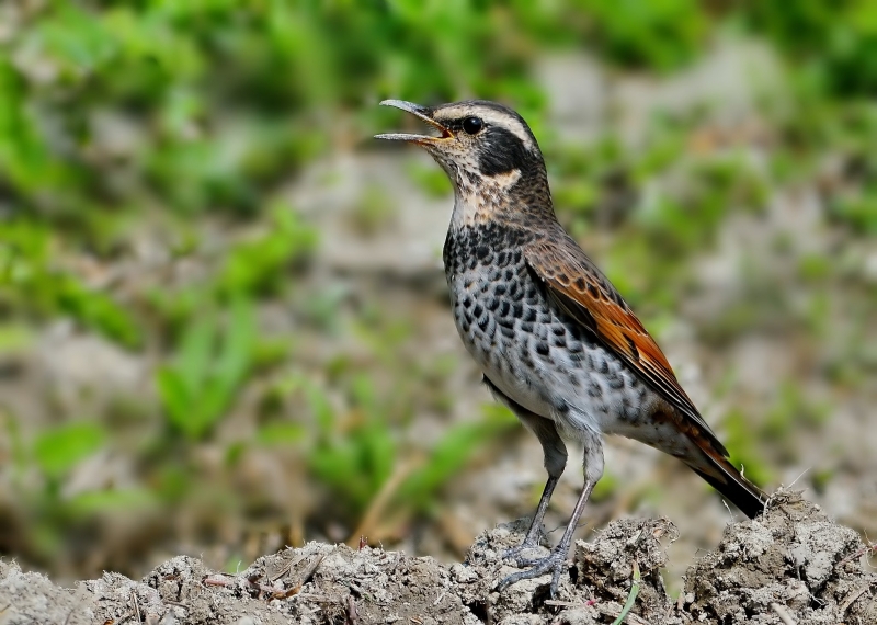 斑鳩幼鳥(niǎo)圖片