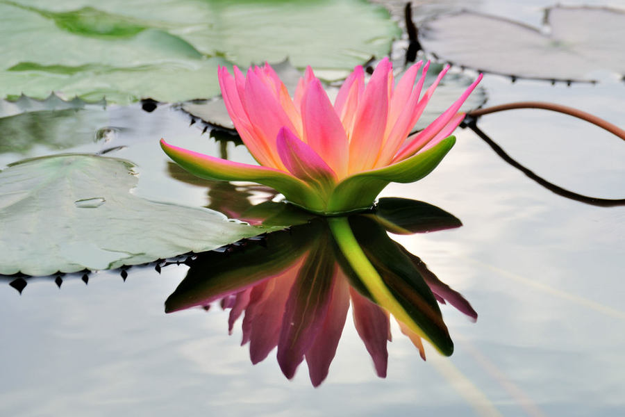 植物園睡蓮展圖片