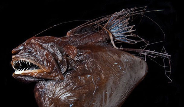 海中生物鮟鱇魚(yú)生態(tài)攝影