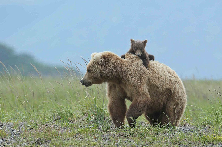 熊妈妈肩扛熊崽暖心瞬间