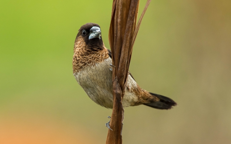 白腰文鳥圖片