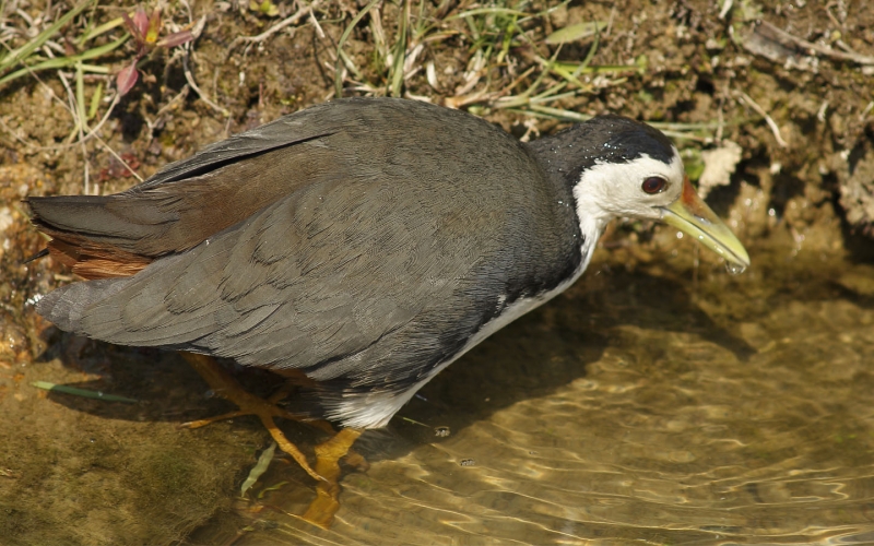 白胸苦惡鳥圖片