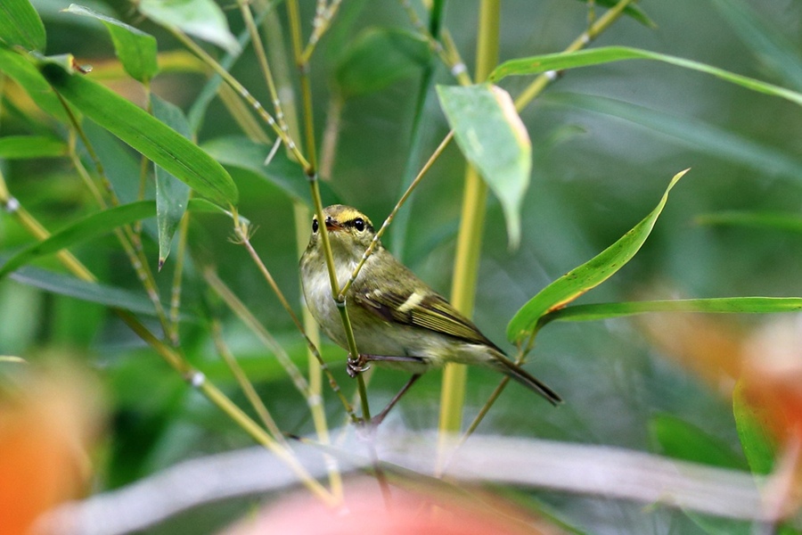 柳鶯鳥圖片