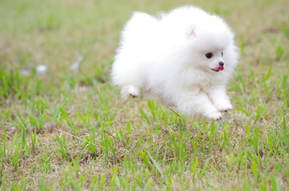 公園奔跑的白色博美犬圖片