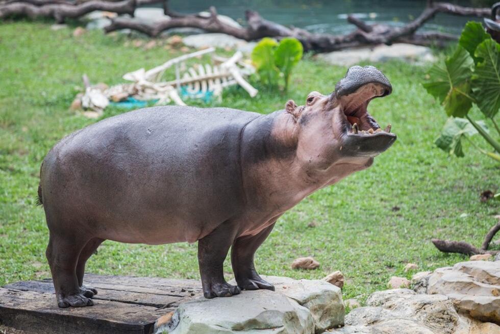 最大雜食性動物河馬