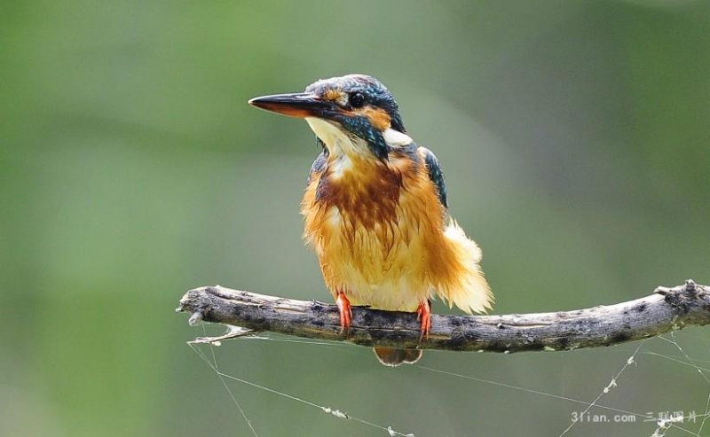 動物翠鳥圖片